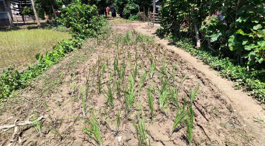 333519